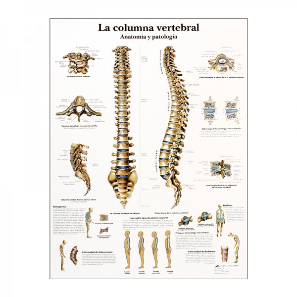 Lâmina de anatomia: Coluna vertebral